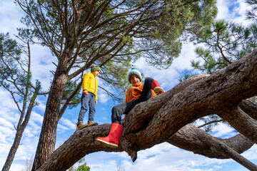 Children playing in a pine tree in winter