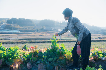 畑で野菜を収穫する高齢の女性