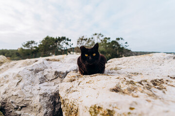 Black cat sitting on the rock.