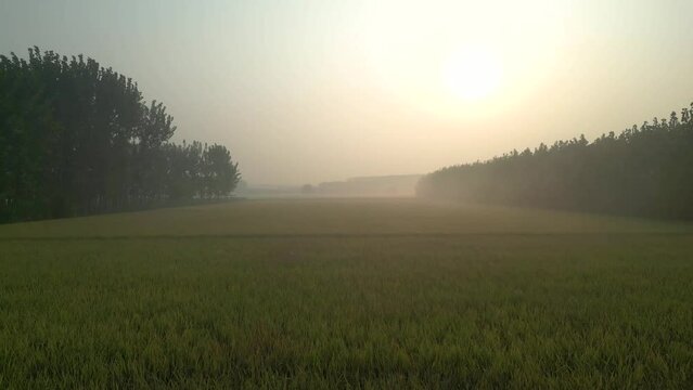 4K Drone Video: Foggy Winter Morning Above Indian Wheat Fields