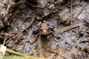 close up photo of a rice field frog looking at the camera