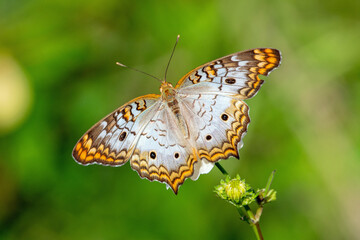 White peoacock butterfly on a flower.