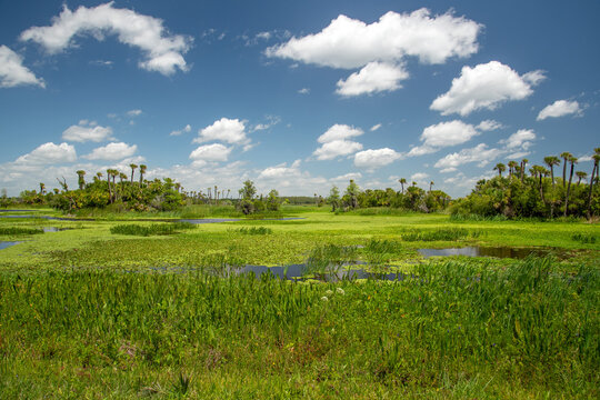 A view of Orlando Wetlands Park near Christmas, Florida.