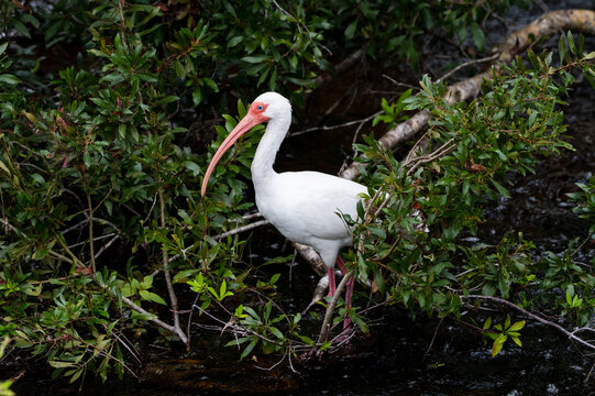 A white ibis in a tree.