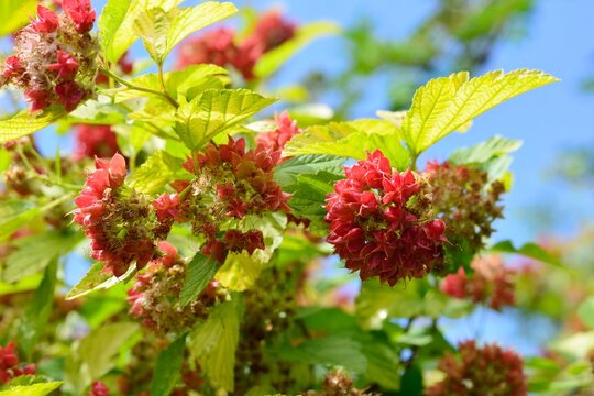 Bright red fruits of the viburnum  Physocarpus variety Luteus with  yellow leaves in the garden in summer close-up