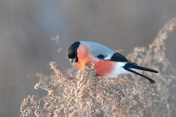 A common bullfinch feeding on weeds in winter