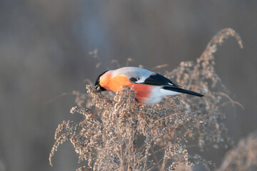 A common bullfinch feeding on weeds in winter