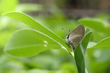 a beautiful butterfly perched on the leaf of a peanut plant