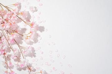 Obraz na płótnie Canvas 桜と白背景のフリースペース