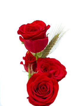 Fotografía de un elegante arreglo floral compuesto por cuatro rosas rojas con una espiga de trigo verde en fondo blanco. Fotografía vertical. Concepto Día de los Enamorados