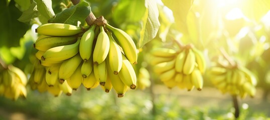 Vibrant banana harvest on a sprawling open plantation bathed in the warm glow of a summer day. - obrazy, fototapety, plakaty