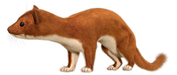 3D Rendering Weasel on White