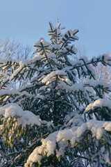 snow-covered coniferous trees in the forest in the rays of the setting sun