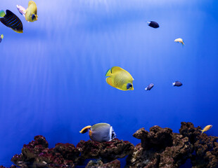 Fototapeta na wymiar exotic colorful fishes