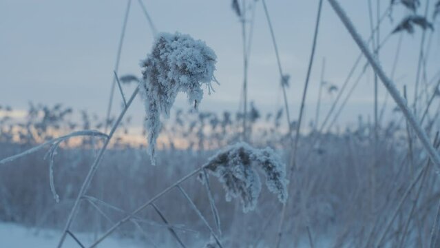 A close-up of a frozen reed in winter against the background of a sunset sky. A beautiful shot of a fluffy reed covered with frost and snow. footage that conveys the winter mood of nature. Soft light