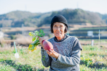 畑で野菜を持つ高齢の女性