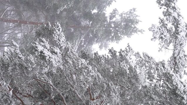 Landscape with heavy snowfall and pine trees in winter dense forest on cold quiet evening ib Finland