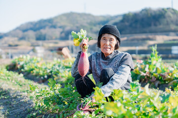 畑で野菜を持つ高齢の女性