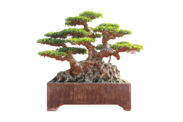 bonsai Vietnam, wooden bridge in the garden