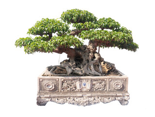 bonsai Vietnam, wooden bridge in the garden - Powered by Adobe