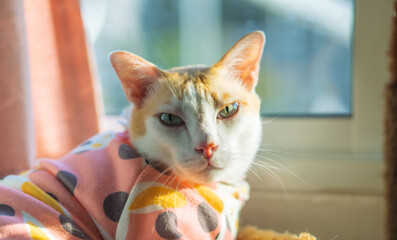 cat in a pink sweater watches morning light from a cozy window sill.
