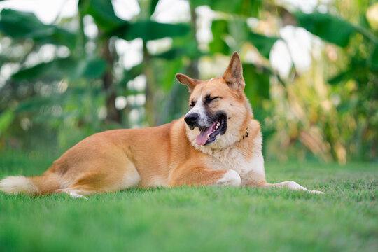 happy time, of a dog, a Bang Kaeo mixed breed, basking in the sun, in the evening, on the green grass, under the shade of a shady tree.