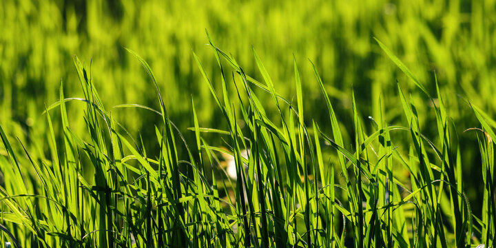 closeup of green lawn in spring. pattern of tall grass. backlit nature background