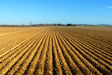 farmland field with regular furrows in plowed land
