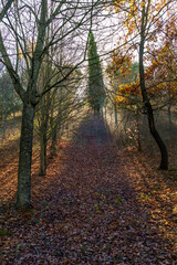 Obraz premium orchard scene with a sunny evening morning backlight