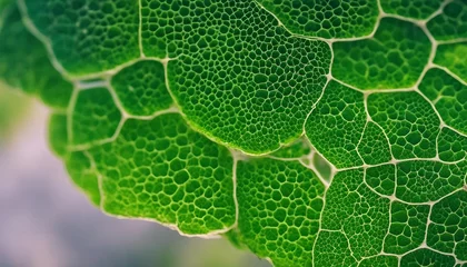 Fotobehang Plant Cells, with their rigid cell walls and chloroplasts, displaying a structured, grid-like patter © vanAmsen