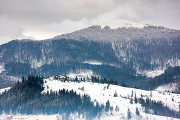 forested carpathian mountain landscape in winter. cold weather scenery on an overcast day