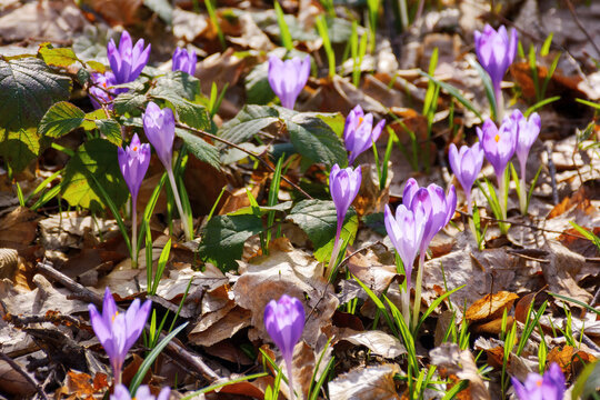 violet crocus bloom on a sunny day in spring. easter holiday nature background
