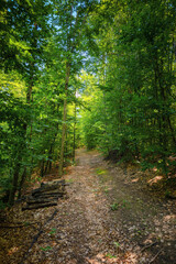 trail through beech forest in summer. beauty of carpathian nature