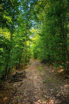 trail through beech forest in summer. beauty of carpathian nature