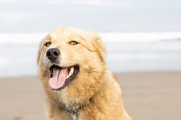 portrait of tan dog, long hair and blue eyes on the beach