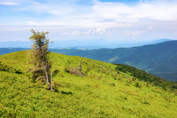 mountainous nature scenery on a sunny day in summer. spruce tree on the grassy alpine hill. summer vacations in carpathian mountains, ukraine