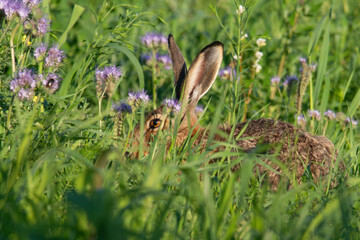 A wild hare sitting in the grass on the summer meadow