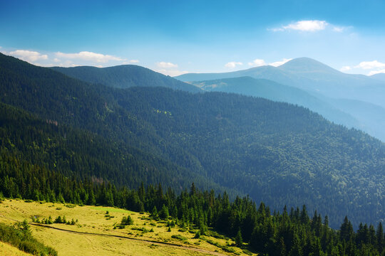 green carpathian mountain landscape with forested hills. alpine ukrainian scenery in summer with open view in to the distant hoverla peak. warm summer forenoon