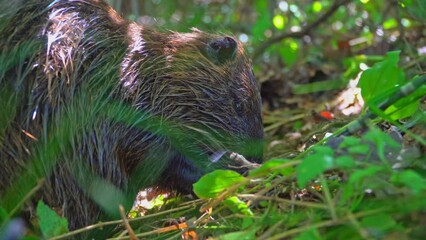 Large muskrat eating on French swampy area, colonizing ecosystem of native endangered species  and creating high ecological impact 