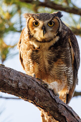 A great horned owl (Bubo virginianus) looking gorgeous in the last light of day in Manatee County, Florida