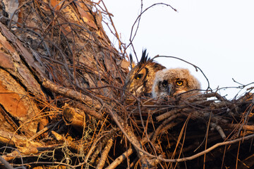 A great-horned owl (Bubo virginianus) and her owlet (baby) in a nest in Florida