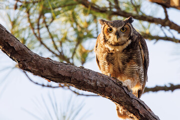 A great horned owl (Bubo virginianus) looking gorgeous in the last light of day in Manatee County, Florida