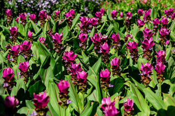 Fototapeta premium Siam tulip Flowers blooming in the park at Chatuchak, Bangkok Thailand.