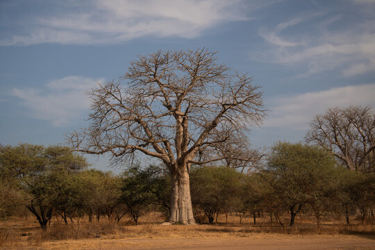 Baobab tree in savanne landscape at sunrise safari,  Senegal, Africa