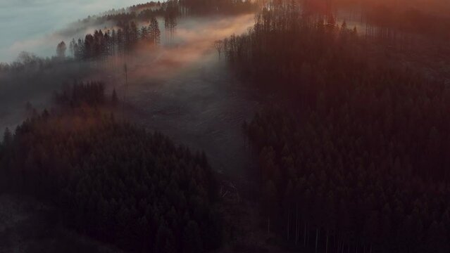 Schwenk &uuml;ber einem Wald an nebeligen Morgen