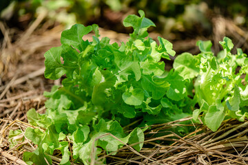 Organic green oak lettuce, non chemical vegetable selling on the market.