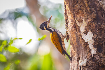 Greater Flameback, Woodpecker is looking for food on the tree.