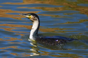 Kormoran (Phalacorcorax carbo) schwimmen im Wasser von einem Teich in Namibia. 