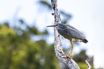 Fototapeta premium A white faced heron, egretta novaehollandiae, perched on a tree. At Kennett River, on the Great Ocean Road, Australia.
