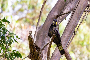 A female yellow-tailed black cockatoo, Zanda funerea, perched in a eucalyptus tree, against foliage background with space for text. Kennett river, Great Ocean Road, Australia.